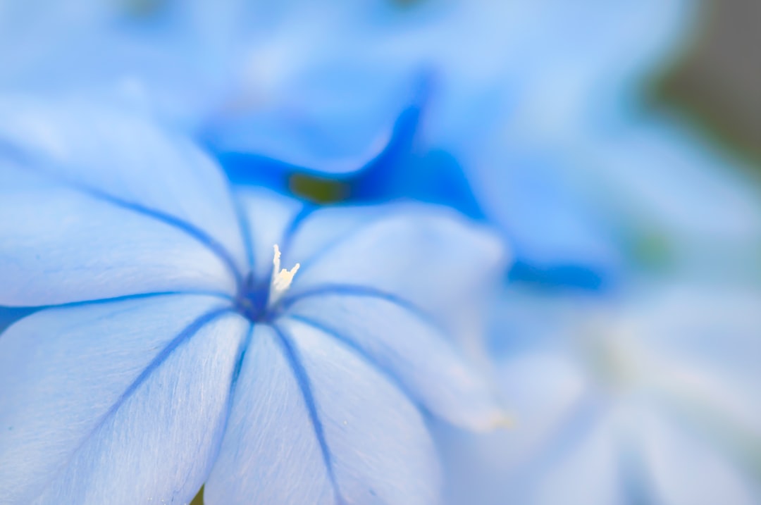 Photo Blue flowers